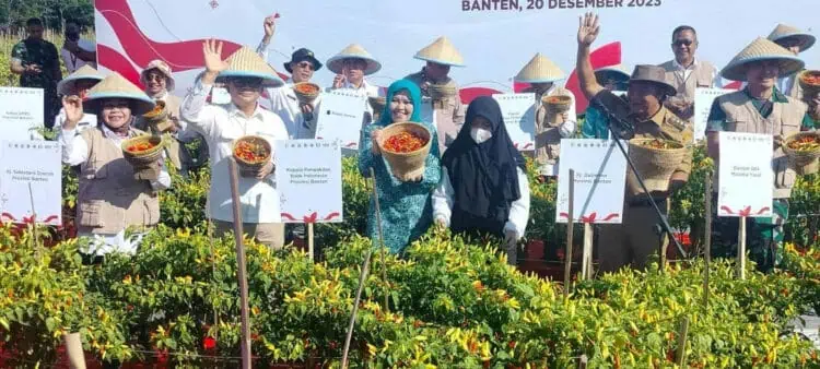 Pemkab Serang Panen Raya Cabai di Baros, Produksi Capai 3 Ton