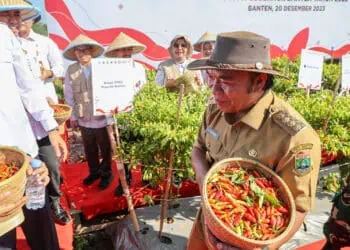 Lima Pemprov Lakukan Panen dan Tanam Cabai Serentak