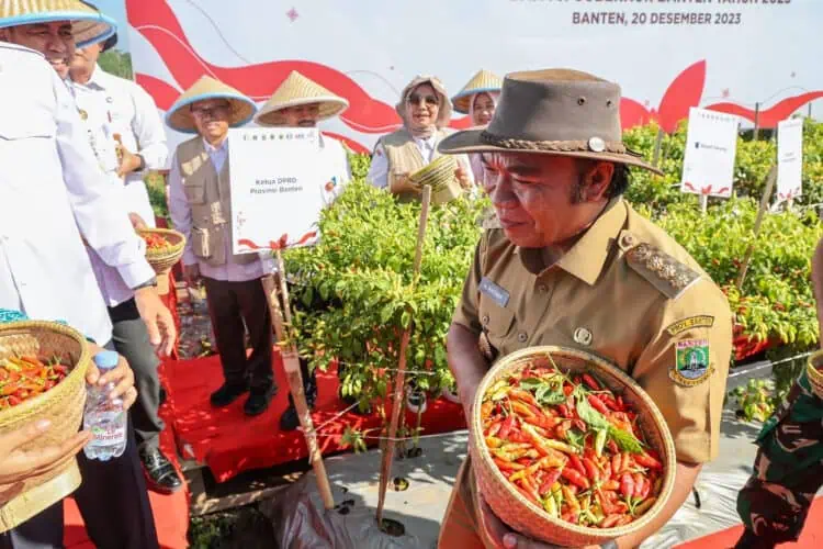 Lima Pemprov Lakukan Panen dan Tanam Cabai Serentak