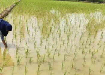 Antisipasi Gagal Panen, DPKP Pandeglang Kembali Gulirkan Program AUTP