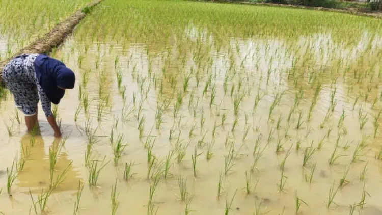 Antisipasi Gagal Panen, DPKP Pandeglang Kembali Gulirkan Program AUTP