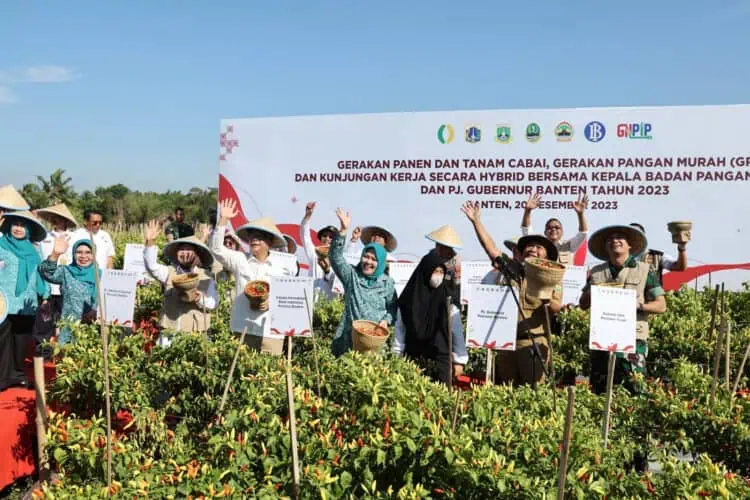 Gerakan tanam dan panen cabai, di Provinsi Banten. (ISTIMEWA)