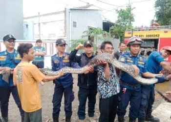 Ular Piton 5 Meter Gegerkan Warga Perumahan Sepatan Residence