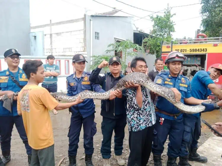 Ular Piton 5 Meter Gegerkan Warga Perumahan Sepatan Residence