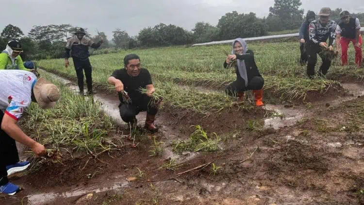 Senangnya Al Muktabar Saat Panen Bawang Merah dan Rambutan, Diseling Sarapan Pagi 