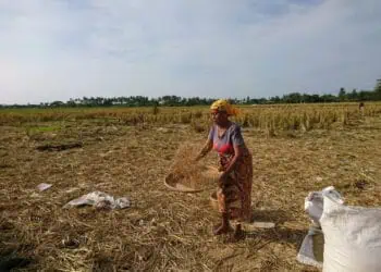 Hasil Produksi Padi di Kabupaten Tangerang Menurun