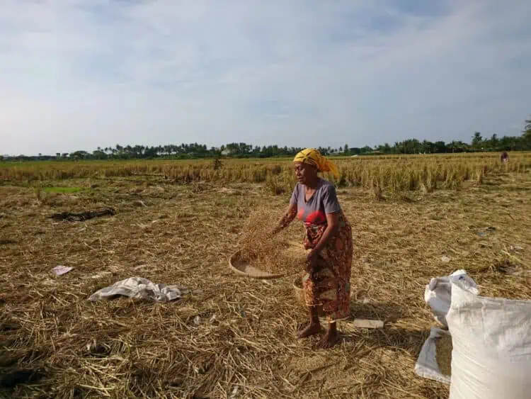 Hasil Produksi Padi di Kabupaten Tangerang Menurun