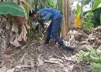 Buntut Balita Tewas, BPBD Cari Sarang Cobra di Desa Gempol Sari