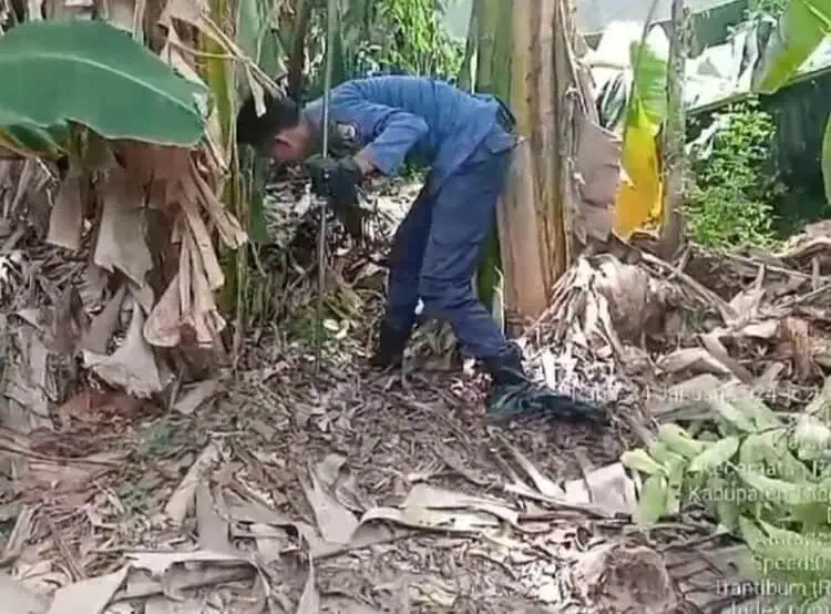 Buntut Balita Tewas, BPBD Cari Sarang Cobra di Desa Gempol Sari