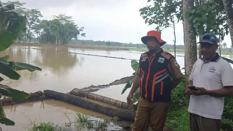 Tanggul Cilatak di Pandeglang Jebol, Puluhan Hektare Lahan Pertanian Terendam