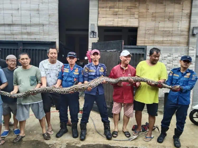 Ular Sanca 4 Meter Mangsa Kucing Bikin Geger Warga Villa Pamulang