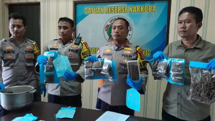 Kapolres Pandeglang AKBP Oki Bagus Setiaji, didampingi jajarannya, menunjukkan barang bukti kejahatan narkoba, Selasa (30/1/2024). (ADIB FAHRIE/SATELITNEWS.COM)