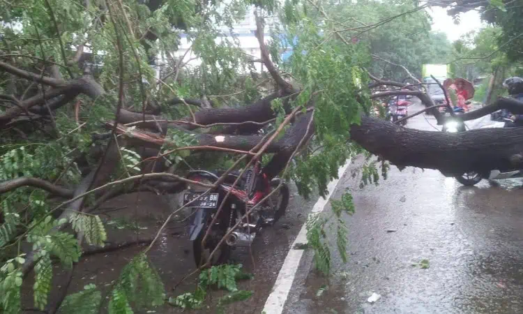 Hujan Deras Picu Genangan dan Pohon Tumbang di Kota Tangerang