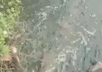 Ketiga Kalinya Buaya Muncul di Kali Sabi,Warga: Harusnya Dikasih Pengumuman Bahaya