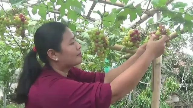Warga Cibadak Lebak Ini Berhasil Manfaatkan Lahan Kosong Jadi Budidaya Anggur