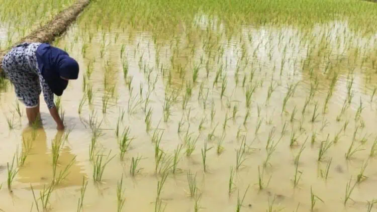 Memasuki Musim Hujan, Petani di Pandeglang Cemas Ancaman Gagal Panen