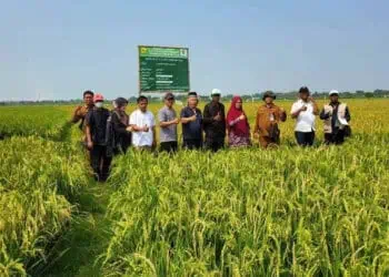 Sempat Melonjak, Pemprov Banten Klaim Harga Beras Mulai Terkendali