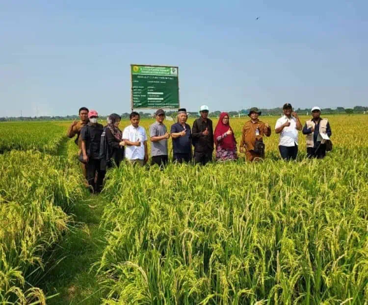 Sempat Melonjak, Pemprov Banten Klaim Harga Beras Mulai Terkendali