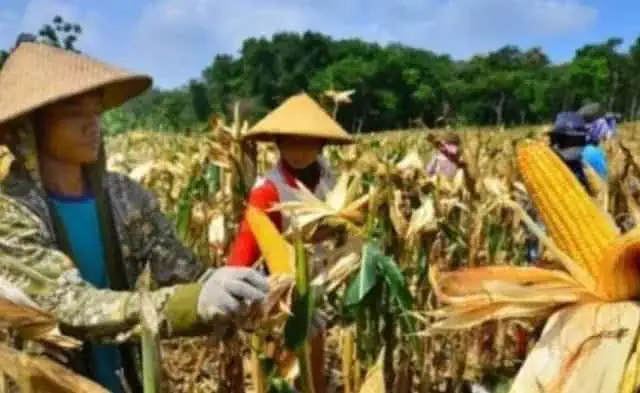 Produksi Jagung di Lebak Turun 10 Ribu Ton