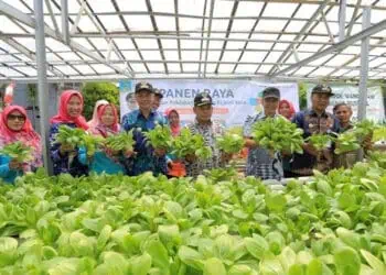 Manfaatkan Lahan Kosong DKP Kota Tangerang dan KWT Panen Raya Sayur dan Ikan