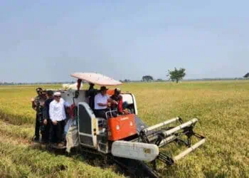 Pj Gubernur Banten Al Muktabar, memanen padi di areal persawahan. (ISTIMEWA)