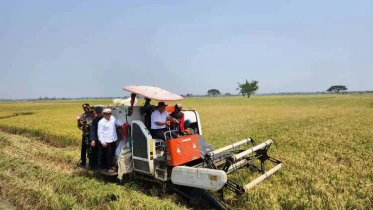 Pj Gubernur Banten Al Muktabar, memanen padi di areal persawahan. (ISTIMEWA)