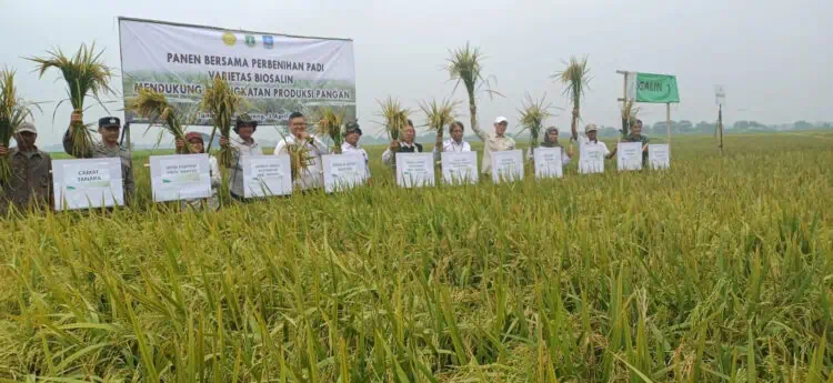 Produksi Padi di Banten Diklaim Akan Meningkat. (ISTIMEWA)