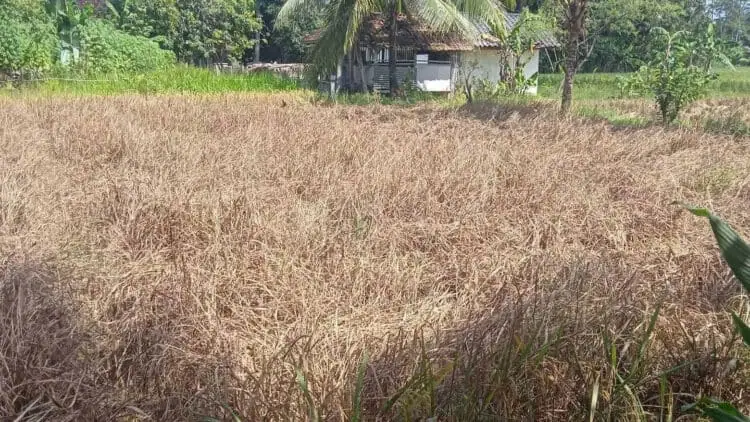 Diserang Hama, Hektaran Sawah di Pagelaran Pandeglang Gagal Panen