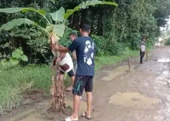 Protes Jualan Rusak, Warga Lebak Tanami Pohon Pisang dan Tebar Lele