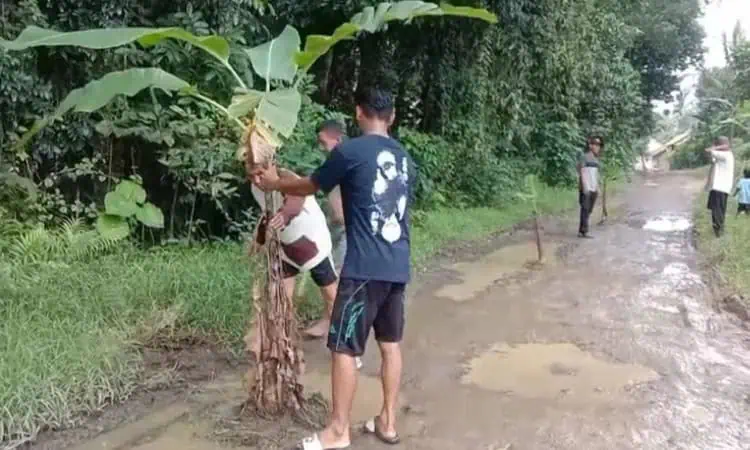 Protes Jualan Rusak, Warga Lebak Tanami Pohon Pisang dan Tebar Lele