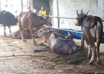 Sapi Kurban dijajakan di wilayah Kecamatan Pandeglang, Kabupaten Pandeglang, Minggu (26/5/2024). (ADIB FAHRIE/SATELITNEWS.COM)