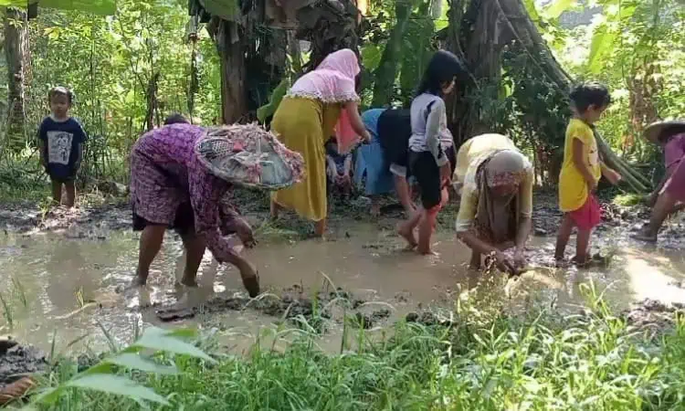 Warga di Lebak Ramai-ramai Tanam Padi di Jalan Rusak