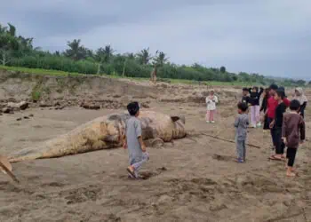 Duyung Ditemukan Mati Terdampar di Pantai Lebak Selatan