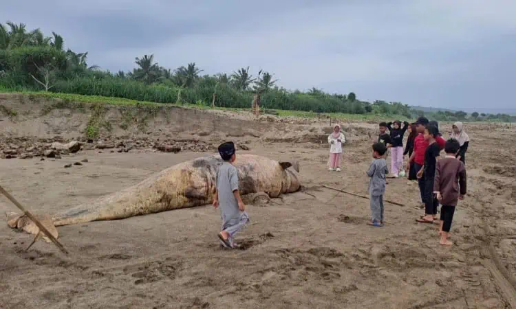 Duyung Ditemukan Mati Terdampar di Pantai Lebak Selatan
