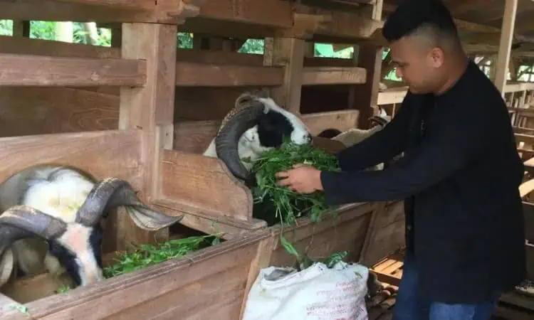 Pedagang Hewan Kurban di Lebak Kebanjiran Pesanan