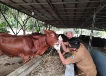 Jelang Iduladha, Disnakeswan Lebak Masifkan Pemeriksaan Hewan Kurban