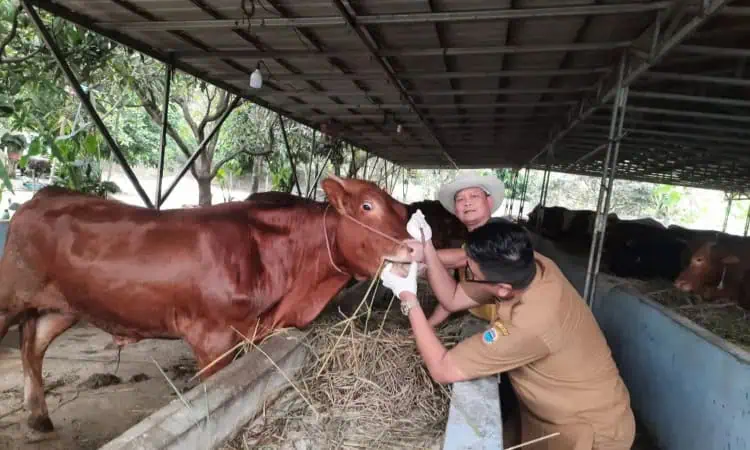 Jelang Iduladha, Disnakeswan Lebak Masifkan Pemeriksaan Hewan Kurban