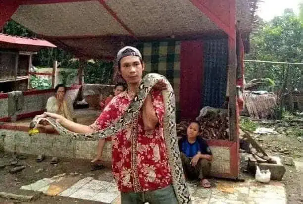 Warga Lebak Tangkap Ular Sanca 4 Meter