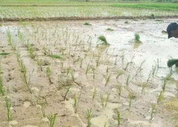 DPKP Pandeglang Percepat Masa Tanam, Targetkan 128.700 Hektare Lahan Garapan