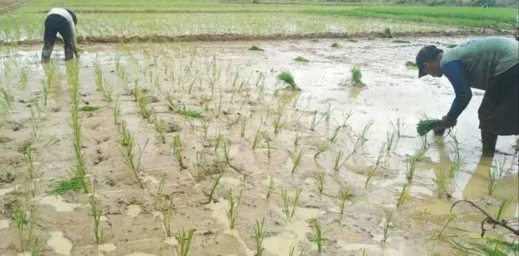 DPKP Pandeglang Percepat Masa Tanam, Targetkan 128.700 Hektare Lahan Garapan