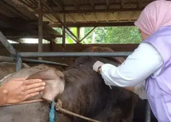 CEK KESEHATAN: Seorang tenaga medis sedang melakukan pengecekan hewan kurban di Kabupaten Tangerang. (DOK/SATELITNEWS)