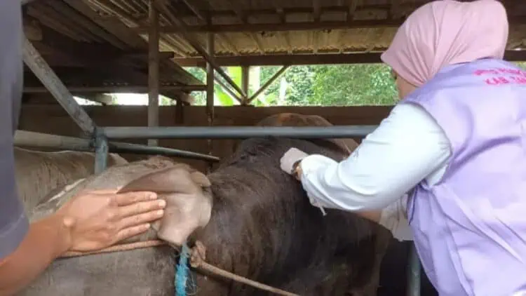 100 Tenaga Medis Cek Kesehatan Hewan Kurban di Kabupaten Tangerang