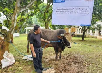 Pj Gubernur Banten Al Muktabar, melihat Sapi Kurban Presiden Jokowi, yang di kirim ke Pemprov Banten, Minggu (16/6/2024). (LUTHFI/SATELITNEWS.COM)