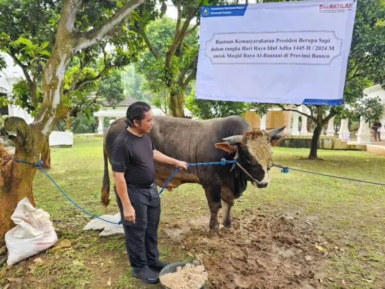 Pj Gubernur Banten Al Muktabar, melihat Sapi Kurban Presiden Jokowi, yang di kirim ke Pemprov Banten, Minggu (16/6/2024). (LUTHFI/SATELITNEWS.COM)