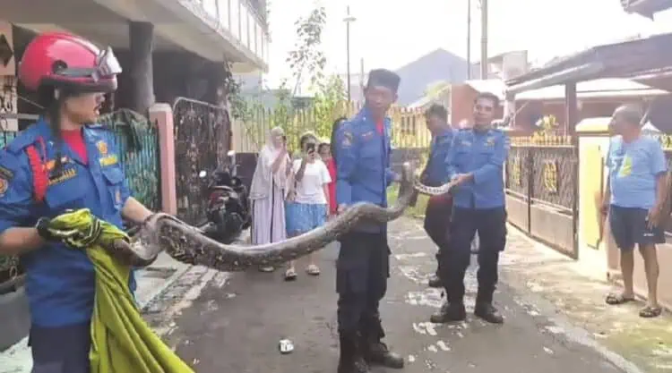 Ular Sanca Masuk Kamar Mandi di Pamulang, Dievakuasi Damkar