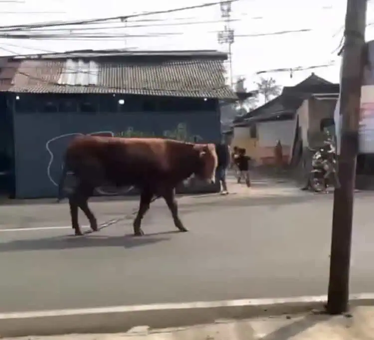 Empat Sapi Kurban Lepas Hingga Mengamuk di Tangsel, Satu Warga Terluka