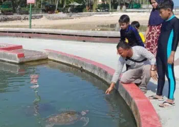 Selain Pantai, Penangkaran Penyu Jadi Daya Tarik Wisatawan di Mutiara Carita Cottage Pandeglang
