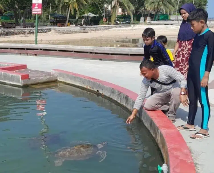 Selain Pantai, Penangkaran Penyu Jadi Daya Tarik Wisatawan di Mutiara Carita Cottage Pandeglang 