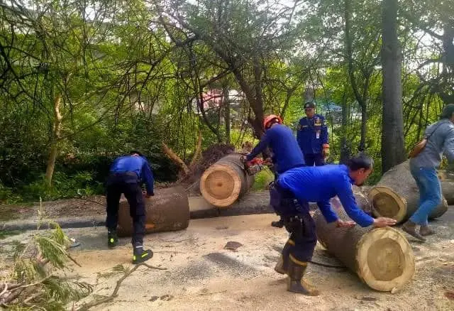 Pohon Berukuran Besar Tumbang di Jalan Daan Mogot Tangerang Timpa Suami-Istri