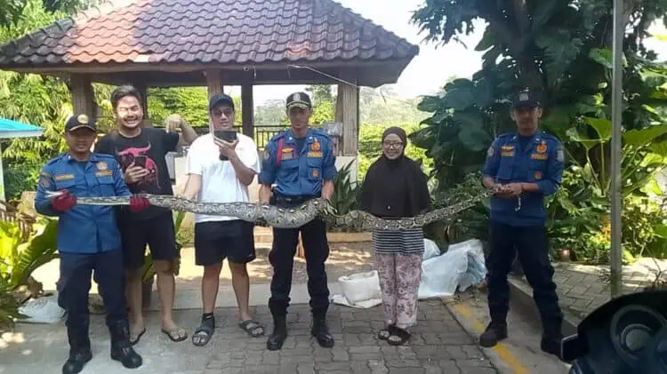 Damkar Tangsel Evakuasi Ular Sanca 4 Meter Dari Rumah Warga di Ciputat